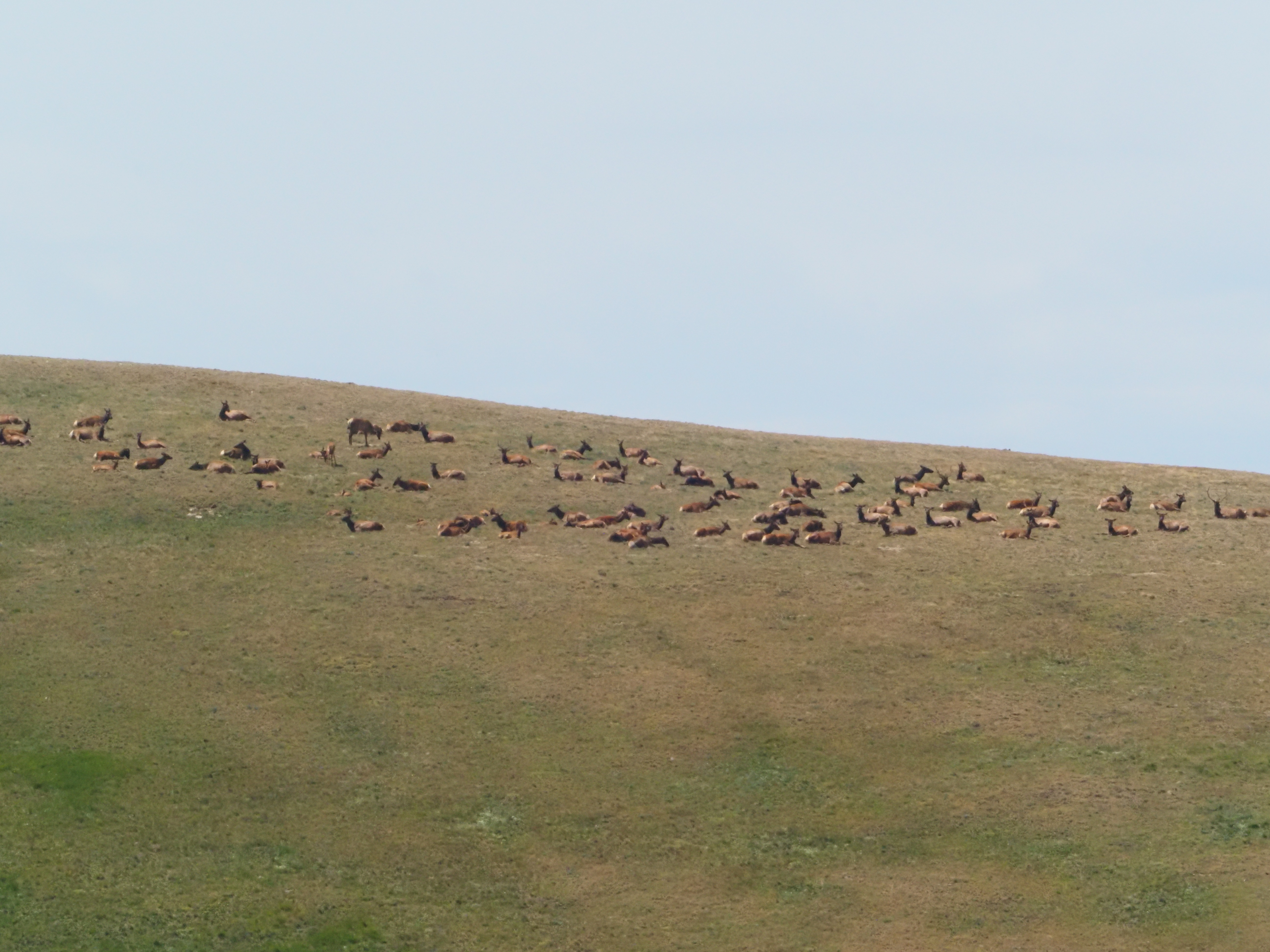 A photo of a herd of elk
